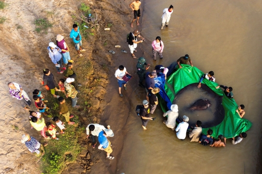 Heboh Penemuan Ikan Pari Rakasa di Sungai Mekong Kamboja, Beratnya 300 Kg