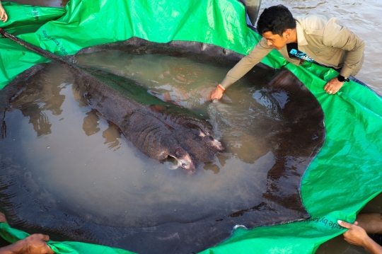 Heboh Penemuan Ikan Pari Rakasa di Sungai Mekong Kamboja, Beratnya 300 Kg