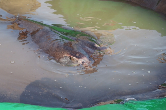 Heboh Penemuan Ikan Pari Rakasa di Sungai Mekong Kamboja, Beratnya 300 Kg