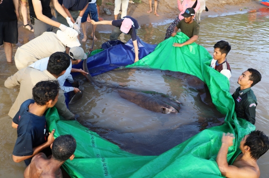 Heboh Penemuan Ikan Pari Rakasa di Sungai Mekong Kamboja, Beratnya 300 Kg