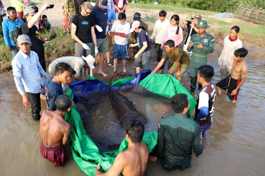 Heboh Penemuan Ikan Pari Rakasa di Sungai Mekong Kamboja, Beratnya 300 Kg