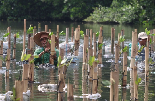 Membudidayakan Hutan Bakau di TWA Mangrove Angke Kapuk