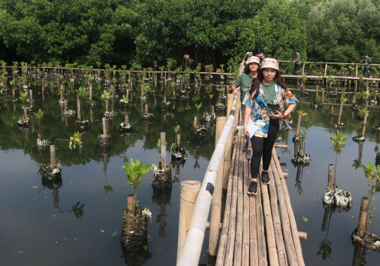 Membudidayakan Hutan Bakau di TWA Mangrove Angke Kapuk