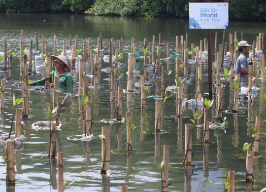 Membudidayakan Hutan Bakau di TWA Mangrove Angke Kapuk