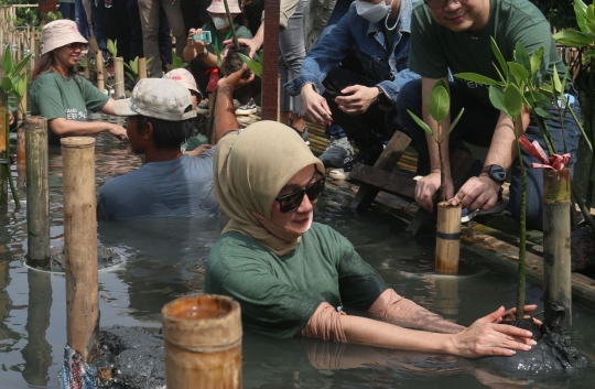 Membudidayakan Hutan Bakau di TWA Mangrove Angke Kapuk