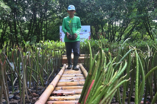 Membudidayakan Hutan Bakau di TWA Mangrove Angke Kapuk