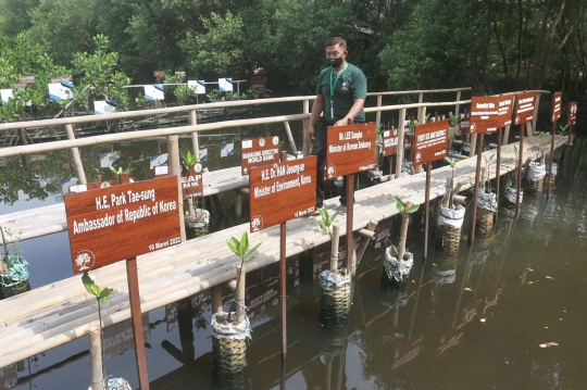 Membudidayakan Hutan Bakau di TWA Mangrove Angke Kapuk