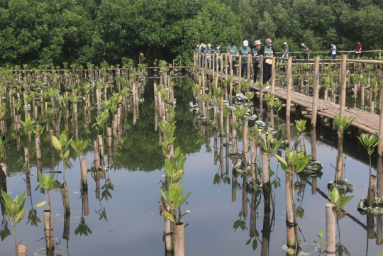 Membudidayakan Hutan Bakau di TWA Mangrove Angke Kapuk