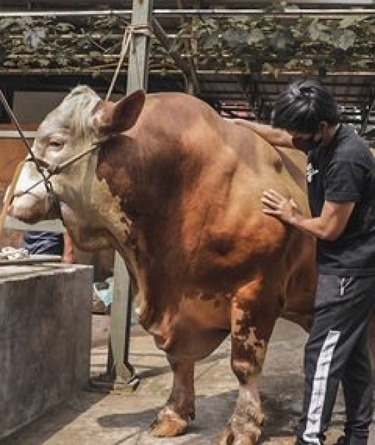 Potret Sapi Raksasa Atta Halilintar untuk Kurban, Gede Banget!