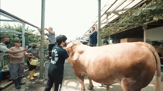 Potret Sapi Raksasa Atta Halilintar untuk Kurban, Gede Banget!