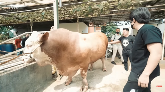 Potret Sapi Raksasa Atta Halilintar untuk Kurban, Gede Banget!