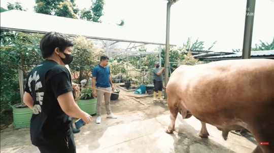 Potret Sapi Raksasa Atta Halilintar untuk Kurban, Gede Banget!