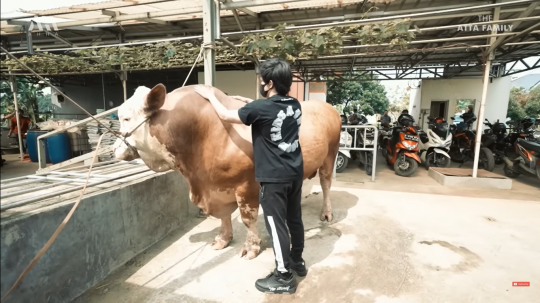 Potret Sapi Raksasa Atta Halilintar untuk Kurban, Gede Banget!