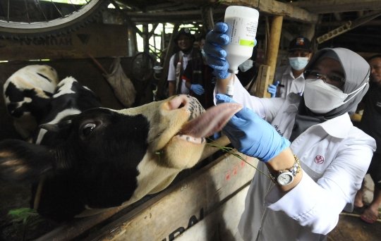 Antisipasi PMK, Sapi-Sapi di Kota Bogor Disuntik Vaksin