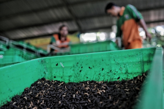 Mengurangi Sampah Organik dengan Budi Daya Maggot