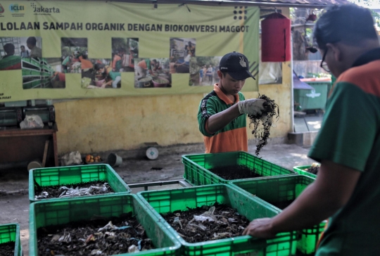 Mengurangi Sampah Organik dengan Budi Daya Maggot