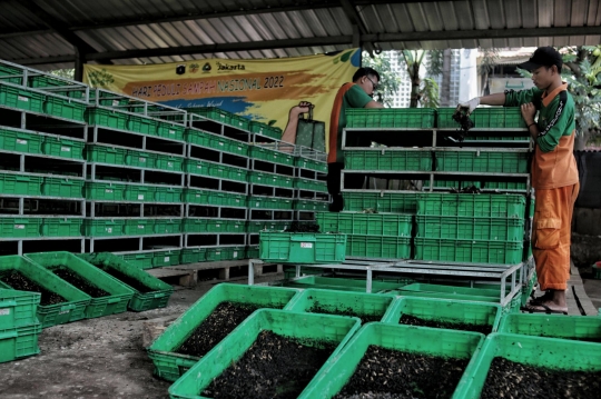 Mengurangi Sampah Organik dengan Budi Daya Maggot