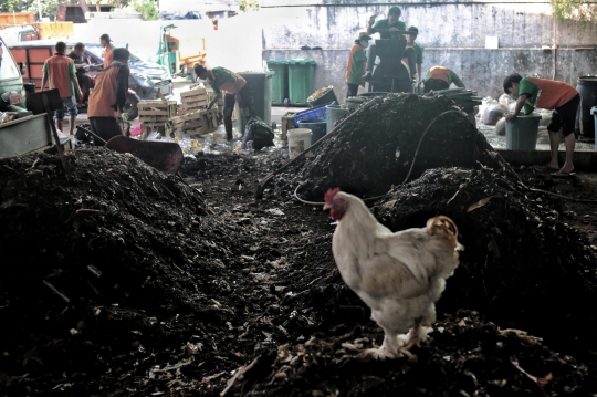 Mengurangi Sampah Organik dengan Budi Daya Maggot