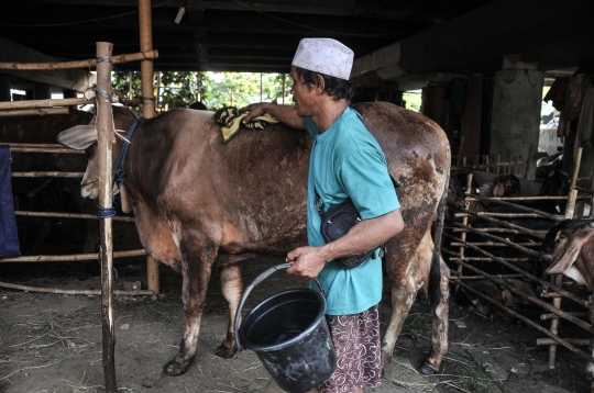 Uniknya Salon Sapi Kurban untuk Cegah Virus PMK