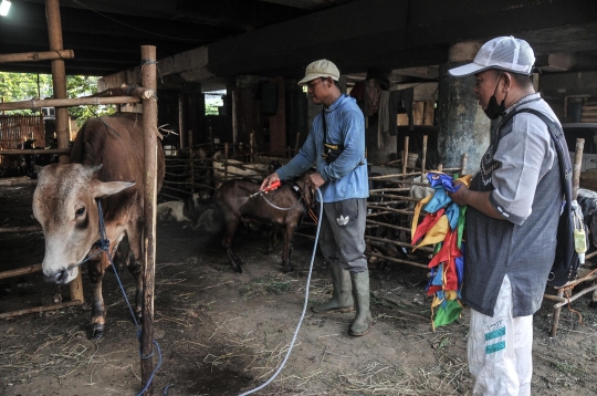 Uniknya Salon Sapi Kurban untuk Cegah Virus PMK