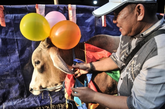 Uniknya Salon Sapi Kurban untuk Cegah Virus PMK