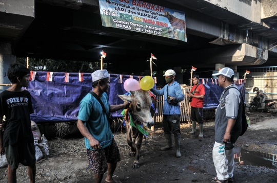 Uniknya Salon Sapi Kurban untuk Cegah Virus PMK