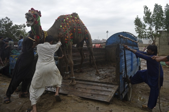 Kesibukan Pasar Unta di Pakistan Jelang Iduladha