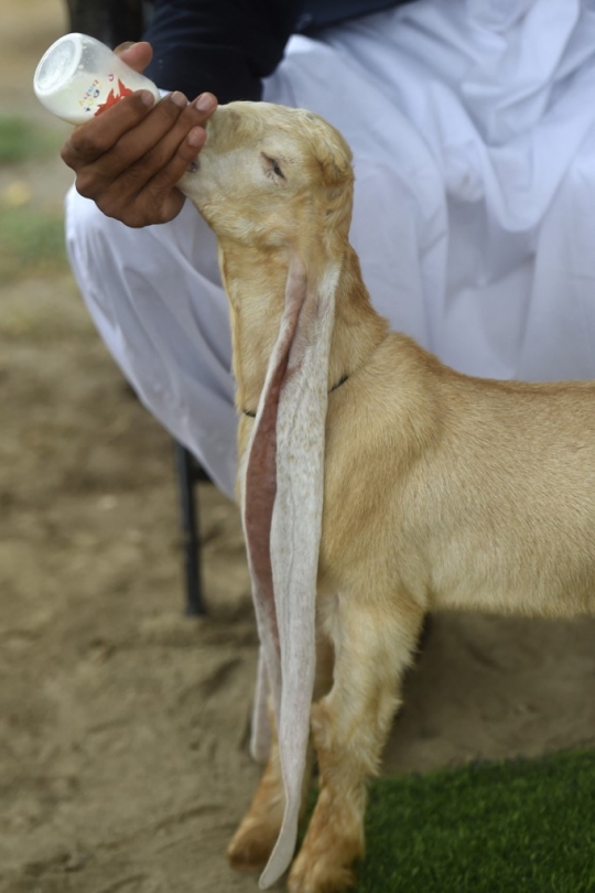 Simba, Anak Kambing dengan Telinga Terpanjang di Dunia