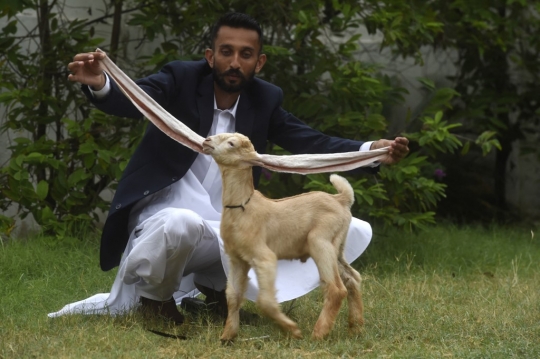 Simba, Anak Kambing dengan Telinga Terpanjang di Dunia