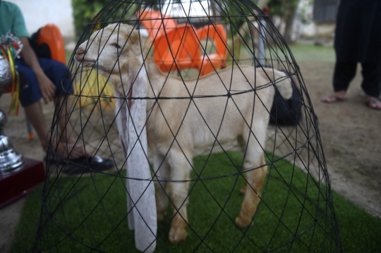 Simba, Anak Kambing dengan Telinga Terpanjang di Dunia