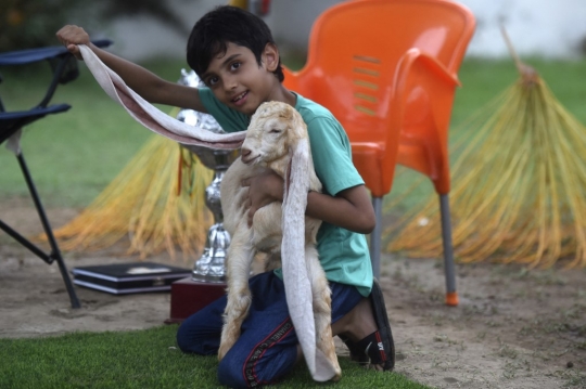 Simba, Anak Kambing dengan Telinga Terpanjang di Dunia