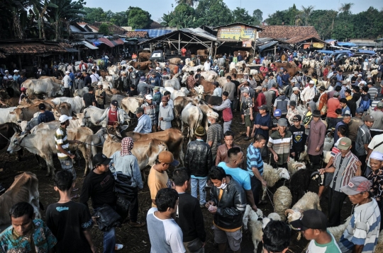 Berburu Hewan Kurban di Pasar Terbesar se-Jabodetabek