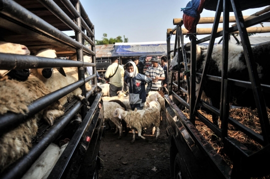 Berburu Hewan Kurban di Pasar Terbesar se-Jabodetabek