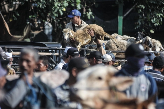 Berburu Hewan Kurban di Pasar Terbesar se-Jabodetabek