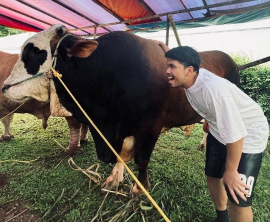 Jelang Idul Adha, Ini Momen Thariq Halilintar Bersama Sapi Kurbannya Bernama Panda