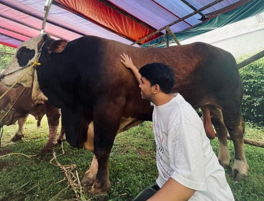Jelang Idul Adha, Ini Momen Thariq Halilintar Bersama Sapi Kurbannya Bernama Panda