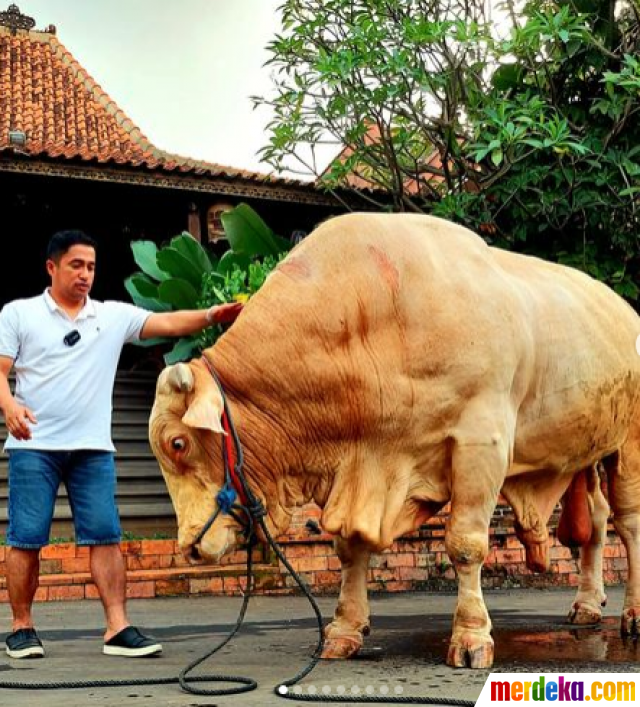 Sapi Tebesar Foto : Potret Irfan Hakim Kurban Sapi Terbesar di Indonesia, Beratnya ...