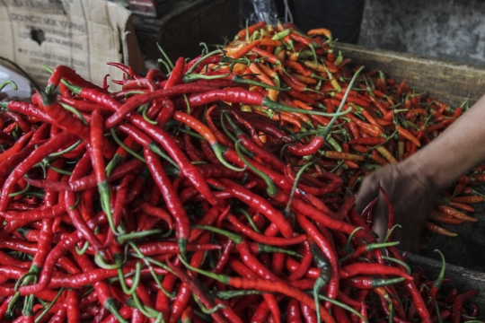 Harga Cabai Merah Keriting Tembus Rp140.000 per Kilogram