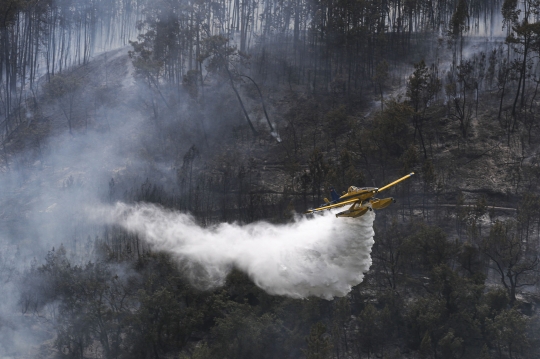 Kebakaran Hutan Akibat Gelombang Panas Landa Portugal