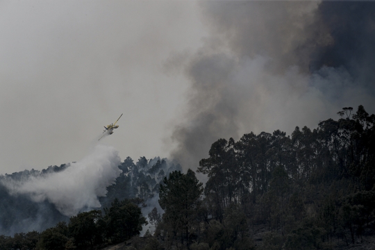 Kebakaran Hutan Akibat Gelombang Panas Landa Portugal