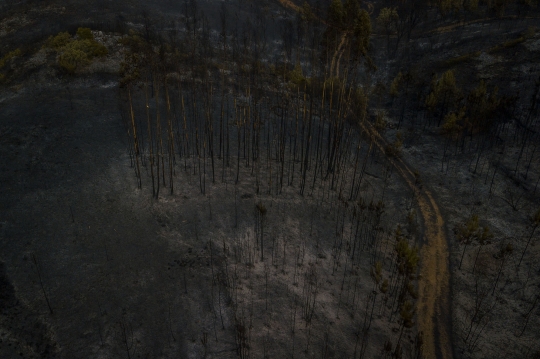 Kebakaran Hutan Akibat Gelombang Panas Landa Portugal