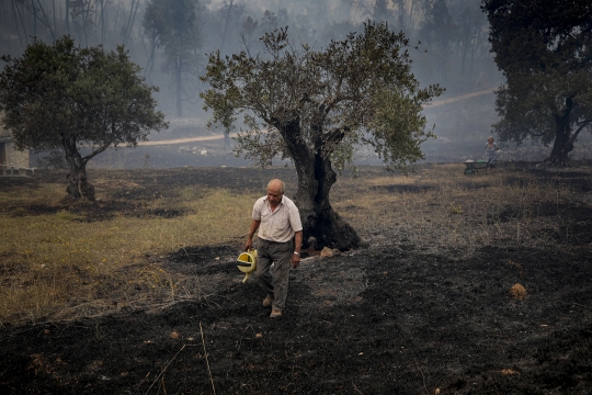 Kebakaran Hutan Akibat Gelombang Panas Landa Portugal