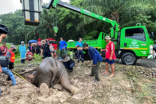 Penyelamatan Dramatis Induk dan Anak Gajah Thailand Terjebak di Lubang Got