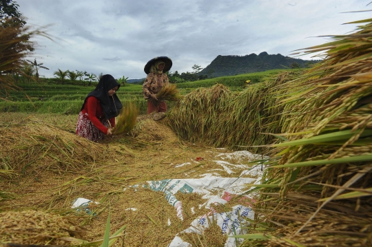 Petani Sambut Gembira Kenaikan Harga Gabah