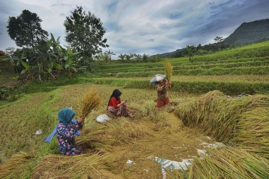 Petani Sambut Gembira Kenaikan Harga Gabah