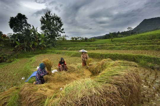 Petani Sambut Gembira Kenaikan Harga Gabah