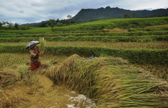 Petani Sambut Gembira Kenaikan Harga Gabah