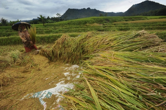 Petani Sambut Gembira Kenaikan Harga Gabah