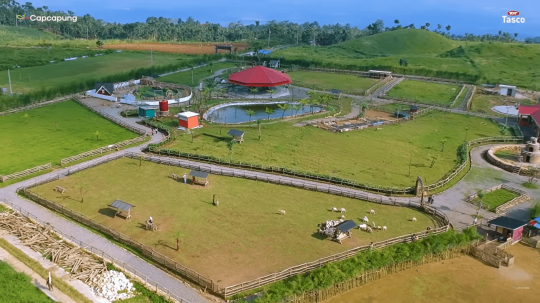 Benar-Benar Mirip di Selandia Baru, Peternakan Domba di Banyumas ini Indah Banget