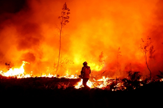 Aksi Damkar Berjibaku Melawan Kebakaran Hutan di Prancis